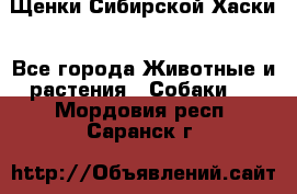 Щенки Сибирской Хаски - Все города Животные и растения » Собаки   . Мордовия респ.,Саранск г.